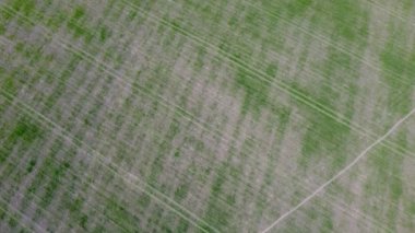 Köyün yakınındaki tarlaların ve sebze bahçelerinin insansız hava aracı görüntüleri. Baharda yeşil tarlalar ve sebze bahçeleri ekime hazır.