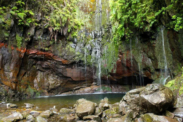 İlginç Madeira adasının vahşi doğasının bir görüntüsü..
