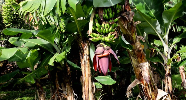Muz ağacı çiçeği ve bitki manzarası.