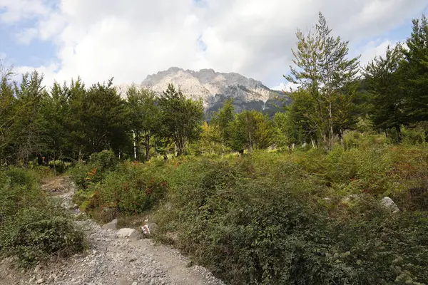 Vahşi bitki örtüsü ve kaya kütlesi manzarası.