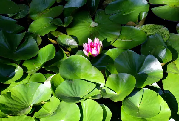Güzel bir nilüfer çiçeğinin manzarası.