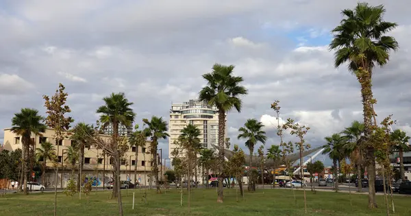Şehir parkındaki yüksek palmiye ağaçlarının manzarası.
