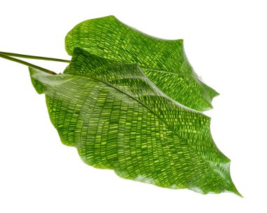 Calathea musaica 'Ağ' bitkisi, beyaz tencerede Calathea musaica, egzotik tropikal çalılar, kesme yolu ile beyaz arka planda izole                             