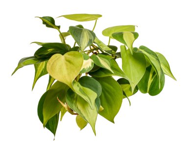 Philodendron Brasil yaprakları, Philodendron hederaceum bitkisi, beyaz arka planda izole edilmiş, kırpma yolu ile                              