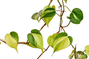 Philodendron Brasil yaprakları, Philodendron hederaceum bitkisi, beyaz arka planda izole edilmiş, kırpma yolu ile                              