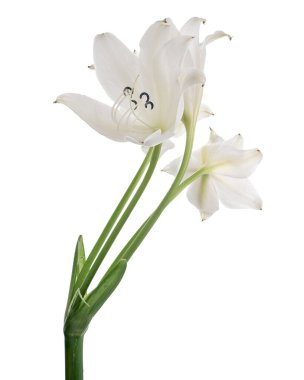 Crinum moorei çiçekleri, Natal Lily, Beyaz Lily beyaz arka planda izole edilmiş.                               