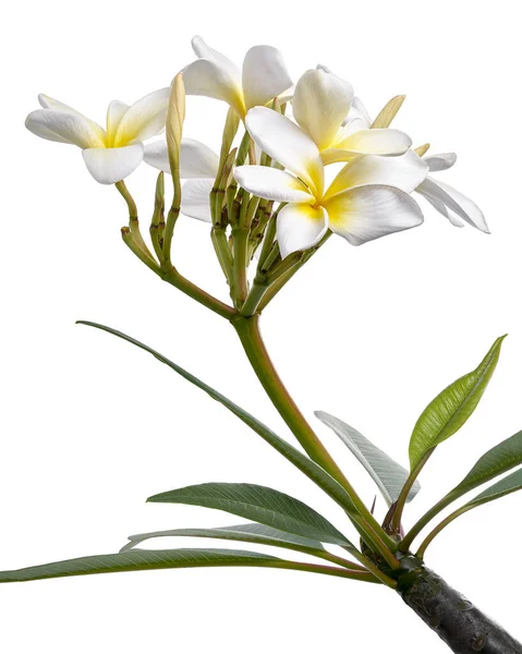 White Plumeria Flowers Frangipani Fragrant White Flower Blooming Branch Isolated — Stock Photo, Image