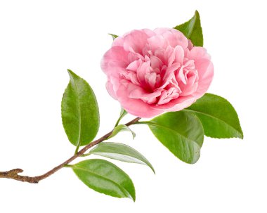 Pembe kamelya çiçeği, kamelya çiçekleri beyaz arka planda soyutlanmış yapraklarla çiçek açıyor, kırpma yolu ile.                