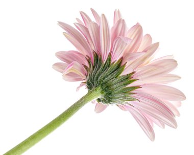 Pink Barberton daisy flower, Gerbera jamesonii, isolated on white background, with clipping path                       clipart