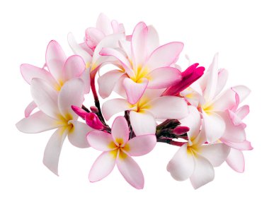 Pembe Plumeria çiçekleri (Frangipani), dalda açan pembe kokulu çiçek, beyaz arka planda izole edilmiş, kırpma yolu ile