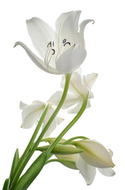 Crinum moorei çiçekleri, Natal Lily, Beyaz Lily beyaz arka planda izole edilmiş.                           