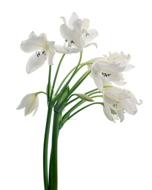 Crinum moorei çiçekleri, Natal Lily, Beyaz Lily beyaz arka planda izole edilmiş.                           