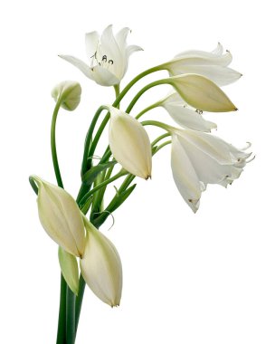Crinum moorei çiçekleri, Natal Lily, Beyaz Lily beyaz arka planda izole edilmiş.                           