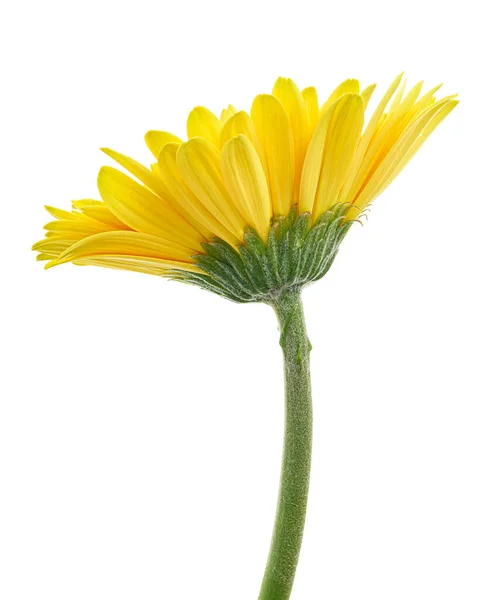 Yellow Barberton Daisy Flower Gerbera Jamesonii Isolated White Background Clipping — Stock Photo, Image