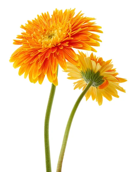 Orange Barberton Daisy Flower Gerbera Jamesonii Isolated White Background Clipping — Stock Photo, Image