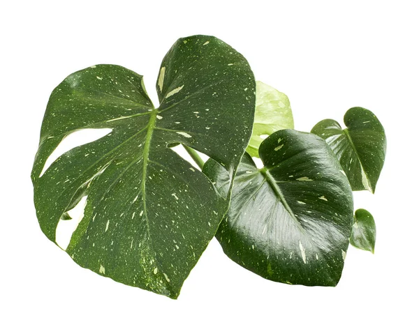 Bunte Monstera Pflanze Monstera Thai Constellation Blätter Isoliert Auf Weißem — Stockfoto