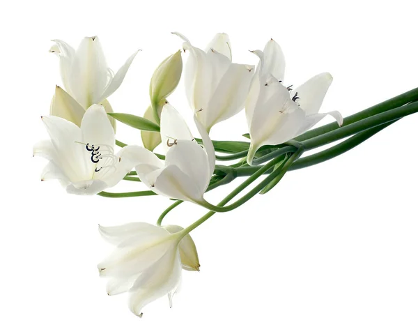 stock image Crinum moorei flowers, Natal Lily, White Lily isolated on white background                           