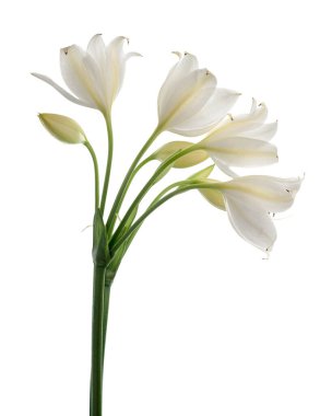 Crinum moorei çiçekleri, Natal Lily, Beyaz Lily beyaz arka planda izole edilmiş.                           