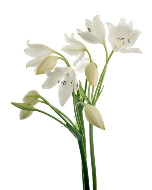Crinum moorei çiçekleri, Natal Lily, Beyaz Lily beyaz arka planda izole edilmiş.                           