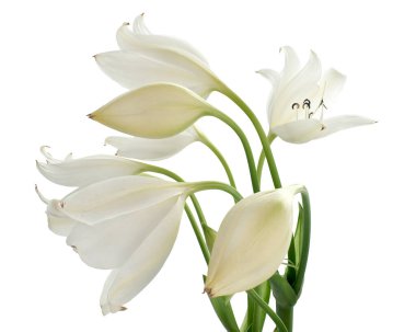 Crinum moorei çiçekleri, Natal Lily, Beyaz Lily beyaz arka planda izole edilmiş.                           