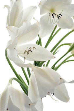 Crinum moorei çiçekleri, Natal Lily, Beyaz Lily beyaz arka planda izole edilmiş.                           