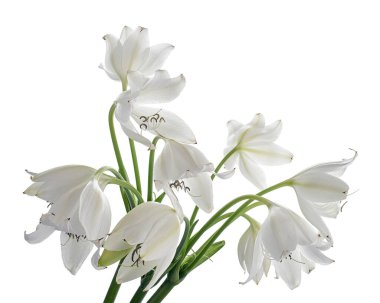 Crinum moorei çiçekleri, Natal Lily, Beyaz Lily beyaz arka planda izole edilmiş.                           