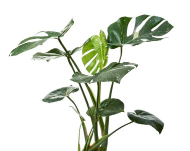Değişik Monstera Bitkisi, Monstera Thai Takımyıldızı yaprakları, beyaz arka planda izole edilmiş, kırpma yolu ile                       
