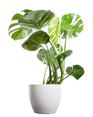 Beyaz tencerede çeşitlendirilmiş canavar bitkisi, Monstera Thai Takımyıldızı, beyaz arka planda izole edilmiş, kırpma yolu ile