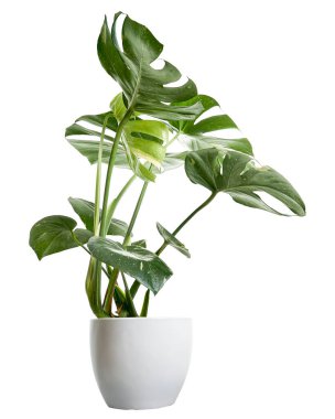 Beyaz tencerede çeşitlendirilmiş canavar bitkisi, Monstera Thai Takımyıldızı, beyaz arka planda izole edilmiş, kırpma yolu ile