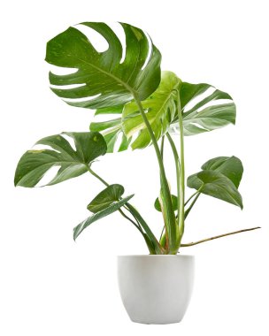 Beyaz tencerede çeşitlendirilmiş canavar bitkisi, Monstera Thai Takımyıldızı, beyaz arka planda izole edilmiş, kırpma yolu ile
