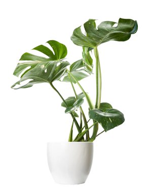 Beyaz tencerede çeşitlendirilmiş canavar bitkisi, Monstera Thai Takımyıldızı, beyaz arka planda izole edilmiş, kırpma yolu ile