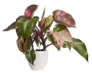 Philodendron Pembe Prenses bitkisi, Philodendron Erubescens yaprakları, beyaz arka planda izole, kırpma yolu ile 