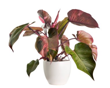 Philodendron Pembe Prenses bitkisi, Philodendron Erubescens yaprakları, beyaz arka planda izole, kırpma yolu ile 
