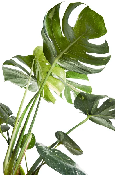 stock image Variegated Monstera plant, Monstera Thai Constellation leaves, isolated on white background, with clipping path                       