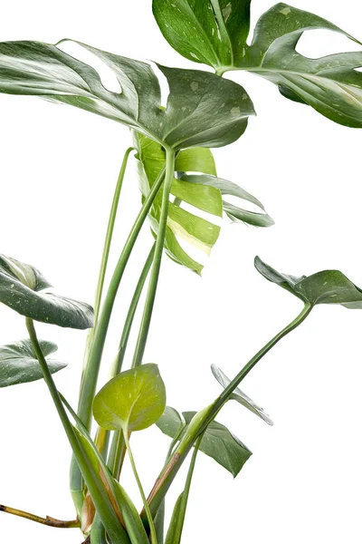 斑紋植物 モンステラタイ星座の葉 白い背景に隔離され クリッピングパスを持つ — ストック写真