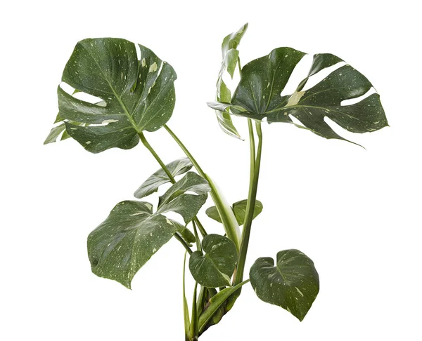 Gevarieerde Monstera Plant Monstera Thaise Sterrenbeeld Bladeren Geïsoleerd Witte Achtergrond — Stockfoto