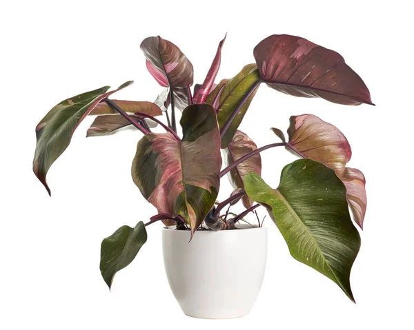 Philodendron Pink Princess Plant Philodendron Erubescens Leaves Isolated White Background — 图库照片