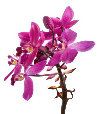 Mor orkide, Filipin zemin orkidesi, beyaz arka planda izole tropik çiçekler, kırpma yolu ile                         