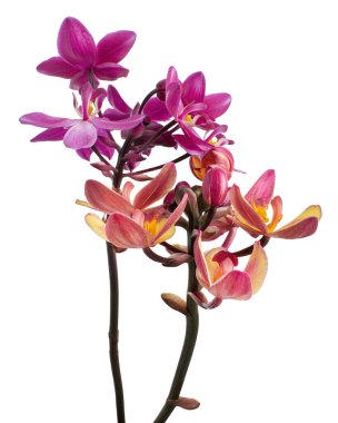 Mor orkide, Filipin zemin orkidesi, beyaz arka planda izole tropik çiçekler, kırpma yolu ile                         