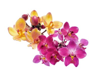 Mor orkide, Filipin zemin orkidesi, beyaz arka planda izole tropik çiçekler, kırpma yolu ile                         