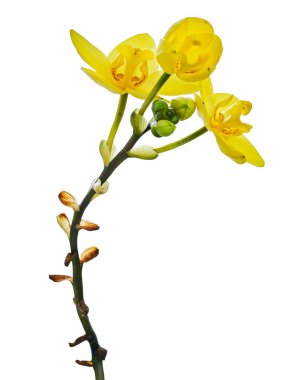 Sarı orkide, Filipin zemin orkidesi, beyaz arka planda izole tropik çiçekler, kırpma yolu ile                             