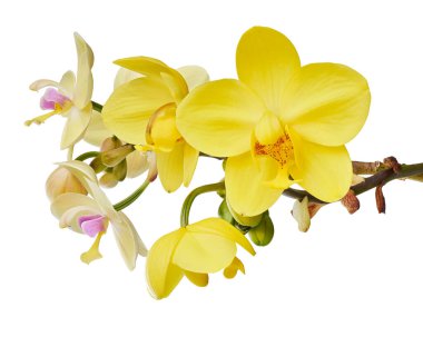 Sarı orkide, Filipin zemin orkidesi, beyaz arka planda izole tropik çiçekler, kırpma yolu ile                             