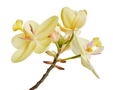 Sarı orkide, Filipin zemin orkidesi, beyaz arka planda izole tropik çiçekler, kırpma yolu ile                             
