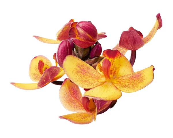 Yellow orchid, Philippine ground orchid, Tropical flowers isolated on white background, with clipping path