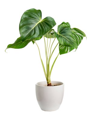 Beyaz tencerede homalomena bitkisi, beyaz arka planda beyaz minyonlu yeşil yaprak, kırpma yolu ile izole edilmiş