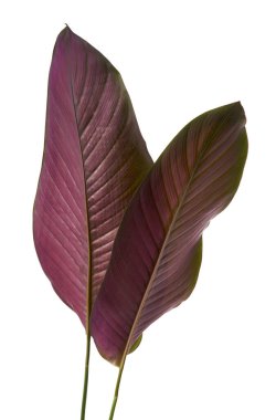 Calathea ornata (ince çizgili Calathea) yaprakları, tropikal yapraklar beyaz arka planda izole edilmiş, kırpma yolu ile       