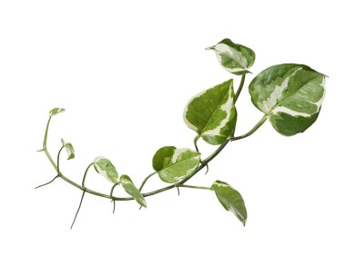Manjula pothos bitkisi, Epipremnum aureum yaprakları, kalp şeklinde yapraklar beyaz arka planda izole, kırpma yolu ile 