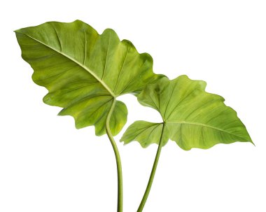 Philodendron dev yaprağı, beyaz arkaplanda izole edilmiş dev filodendron, kırpma yolu ile