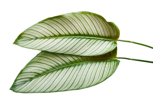 Calathea Ornata Pin Stripe Calathea Leaves Tropical Foliage Isolated White — Stock Photo, Image