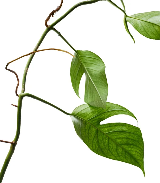 Monstera Ginny Plant Rhaphidophora Tetrasperma Geïsoleerd Witte Achtergrond Met Clipping — Stockfoto